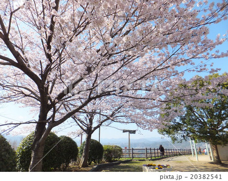 五月山公園 五月台の桜 の写真素材 3541