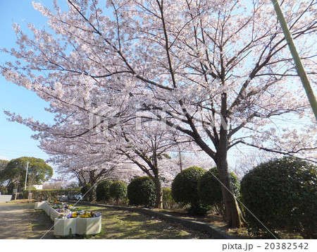 五月山公園 五月台の桜 の写真素材 3542