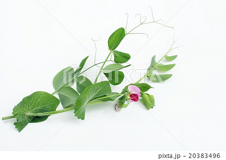 エンドウマメの花 エンドウマメの花 20383496