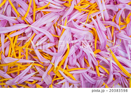 background chrysanthemum petals 20383598
