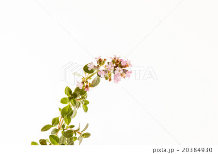 thyme flower 20384930