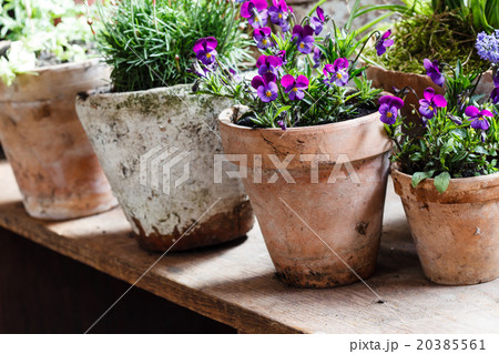 spring flowers spring flowers 20385561