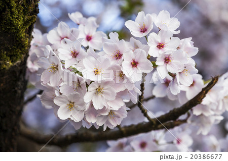 桜 さくら サクラ 20386677