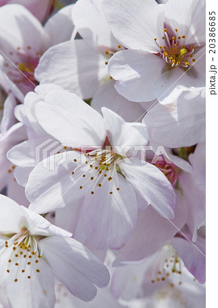 桜 さくら サクラ 20386685