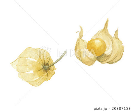 ゴールデンベリー　食用ほおずき 20387153