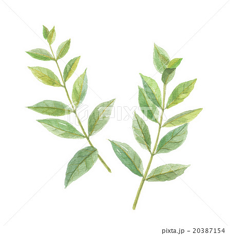 ヘナ　ヘンナ 20387154