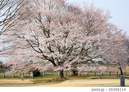 桜　八重桜　一本ザクラ 20388114