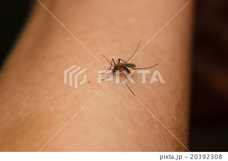 mosquito sucking blood 20392308