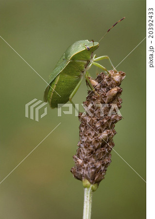 pentatomidae palomena prasina on a flower 20392433
