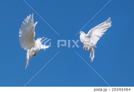 Two white dovse 20393464