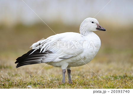 ハクガン ハクガン 20393740