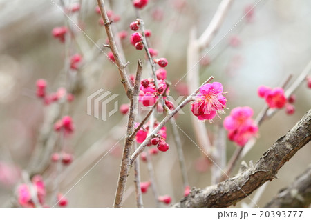 ウメの花 ウメの花 20393777