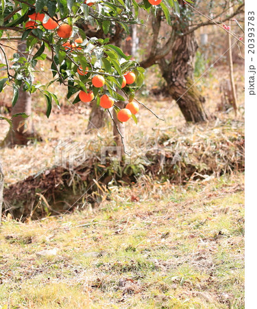 ウンシュウミカンの実 ウンシュウミカンの実 20393783