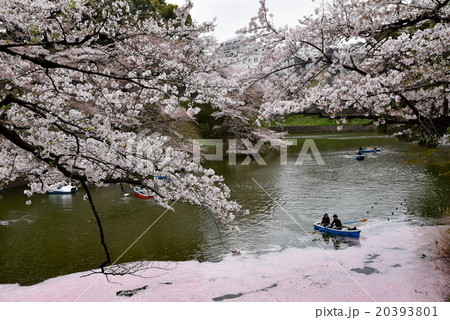 お堀に浮かぶ桜と船 お堀に浮かぶ桜と船 20393801