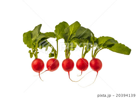 赤かぶ　ラディッシュ　Red radish 20394139