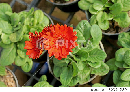 beautiful gerbera or barberton daisy flower 20394289