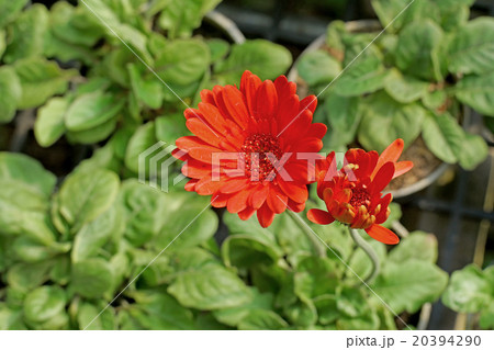 beautiful gerbera or barberton daisy flower 20394290