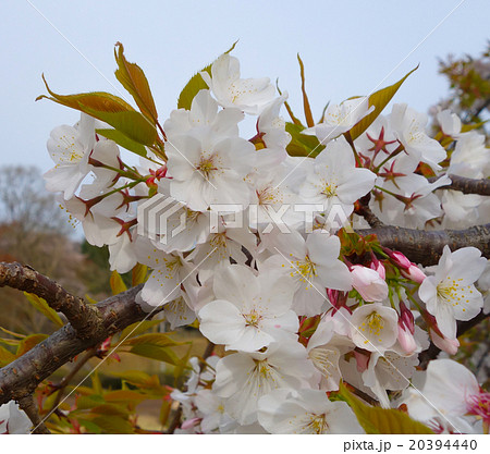 桜　枝垂山桜（シダレヤマザクラ） 20394440