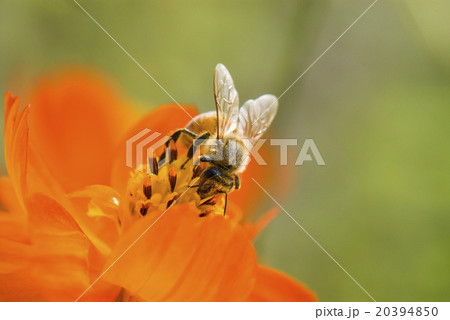 蜂 ハチ 蜜蜂 20394850