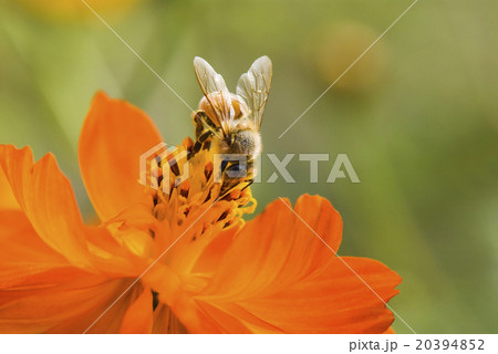 蜂 ハチ 蜜蜂 20394852