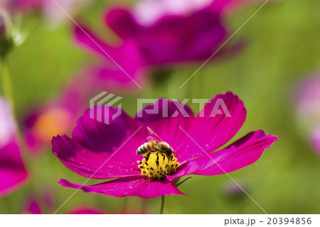 蜂 ハチ 蜜蜂 20394856