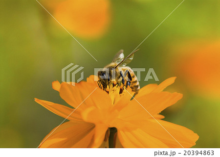 花 フラワー お花 20394863