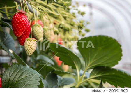 苺狩り ハウス 苺狩り ハウス 20394906