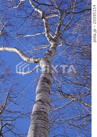 青空に映える冬のシラカバ 20395154