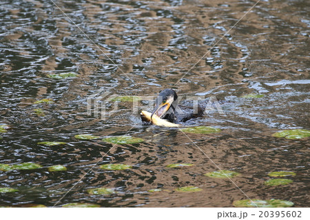 池の鯉を襲うウミウ! 池の鯉を襲うウミウ! 20395602