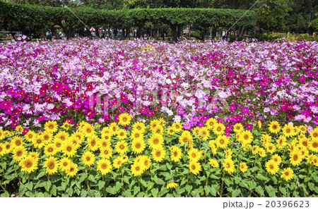 花 フラワー お花 20396623