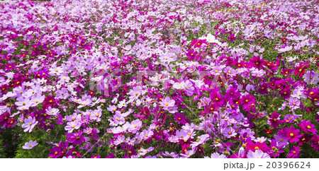 花 フラワー お花 20396624