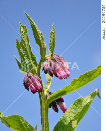 Comfrey (Symphytum officinale) 20396784