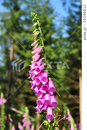 Common foxglove (Digitalis purpurea) 20396812