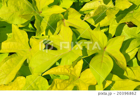 Sweet potato (Ipomoea batatas) Sweet potato (Ipomoea batatas) 20396862