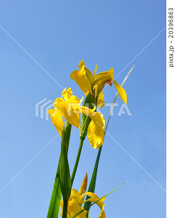 Yellow iris (Iris pseudacorus) 20396863