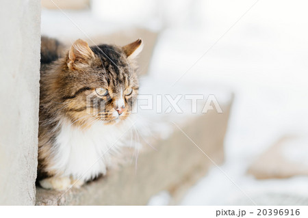 Cat waits for master outdoor 20396916