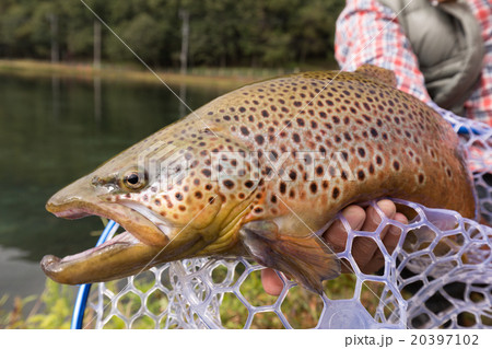 釣り上げたブラウントラウトの写真素材