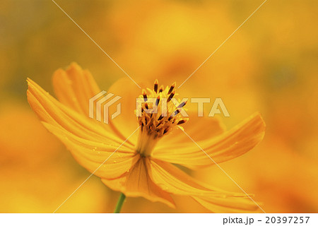 花 フラワー お花 20397257