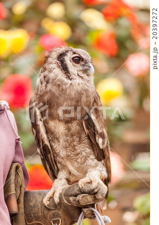 体験 フクロウ 体験 フクロウ 20397272