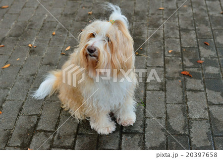 犬 犬 20397658