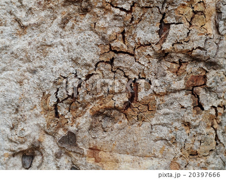 natural light brown crack tree bark pattern natural light brown crack tree bark pattern 20397666