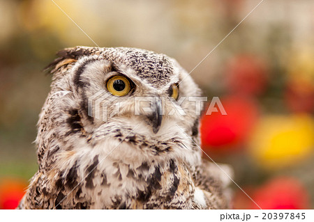 アフリカオオコノハズク 20397845