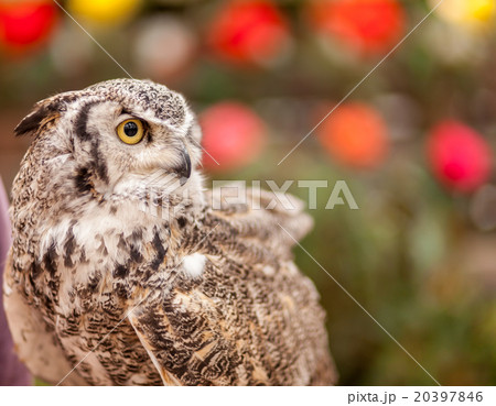 アフリカオオコノハズク 20397846