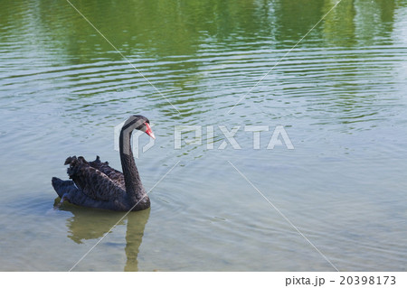 ギース 鵞鳥 ガチョウ 20398173