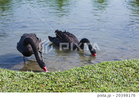 ギース 鵞鳥 ガチョウ 20398176