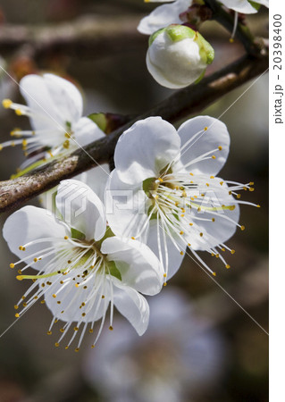 花 フラワー お花 20398400