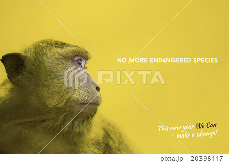 Endangered species awareness with wild monkey 20398447