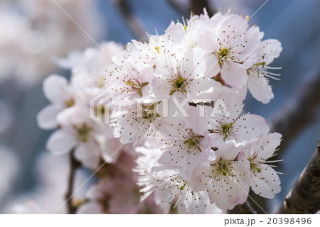 桜 さくら サクラ 20398496