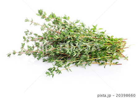 Fresh garden thyme herb Fresh garden thyme herb 20398660