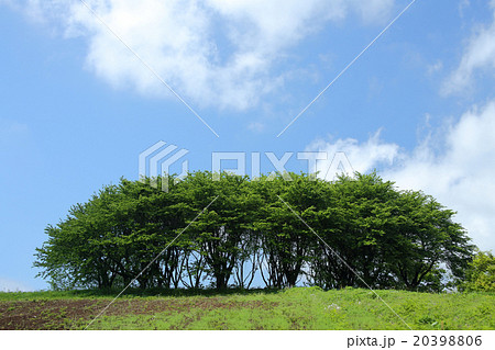 春の丘陵 20398806